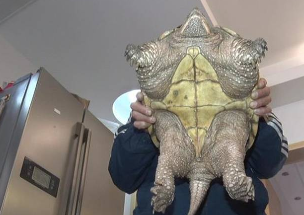 市民捕20斤重巴西鳄龟 不放生而是选择吃掉! 