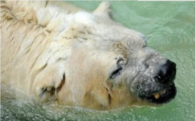 最悲伤的北极熊死去 曾患抑郁症
