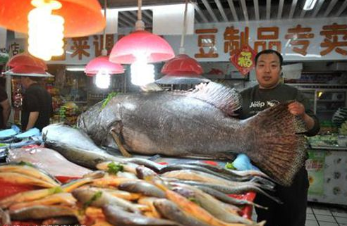 青岛现巨型石斑鱼 305斤体格庞大惊呆众人