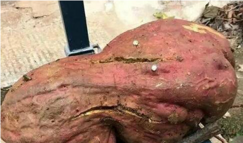 农民挖巨无霸红薯 重达15公斤活久见!