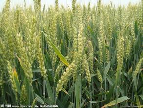 新纪录！青岛平度市小麦创收786.6公斤！