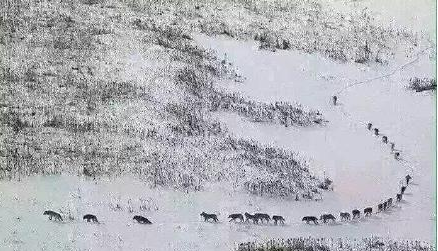 新疆雪中奇观景象：狼王带头 20余匹狼紧跟（图）