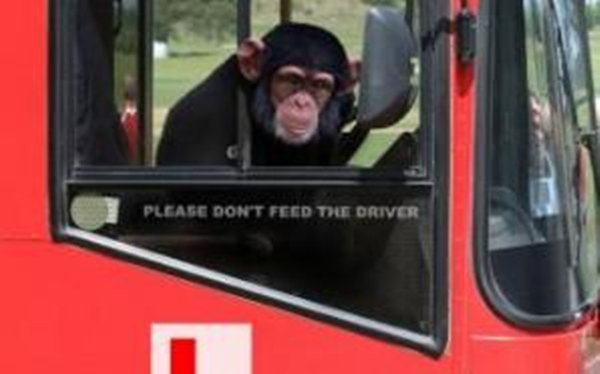 印度猴子趁司机午睡偷开巴士致车祸