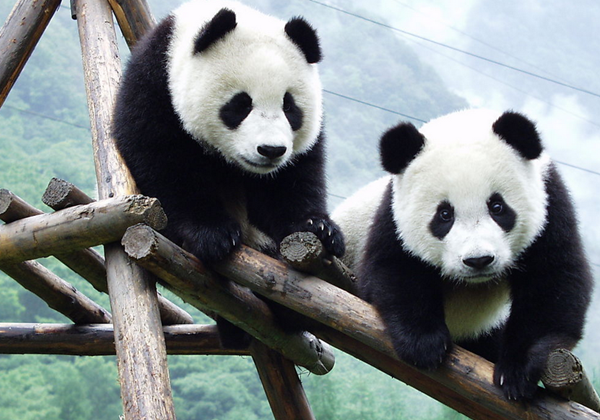 动物园训练熊猫采血：自己伸胳膊不打麻药