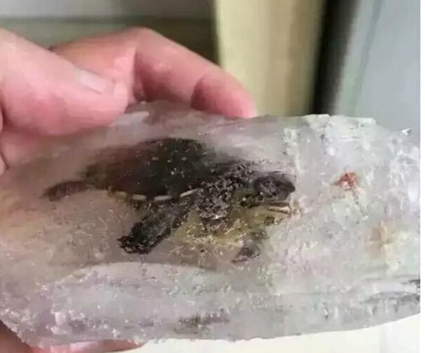 宠物乌龟遭遇寒潮天气被冻进冰块