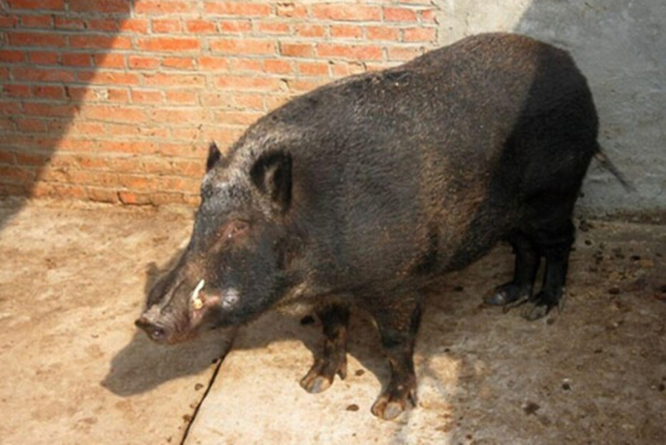 网红猪售价近万元 5年600斤主人不忍宰食