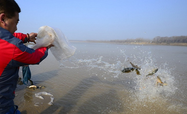 无力的慈悲:大明湖放生鱼死亡 监管空白成污染