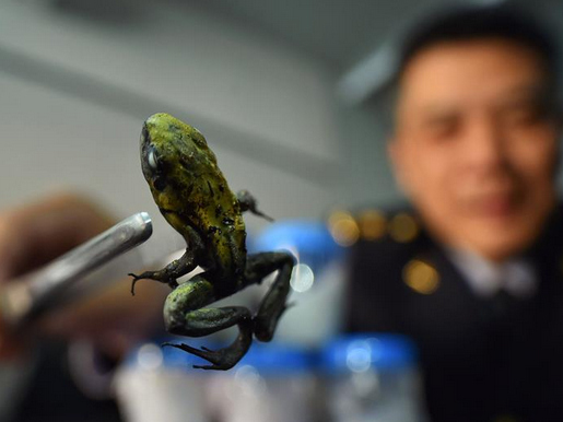 北京截获箭毒蛙活体 可致人死亡