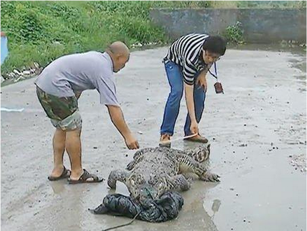 浙江路边现泰国食人鳄 身长2米散发恶臭