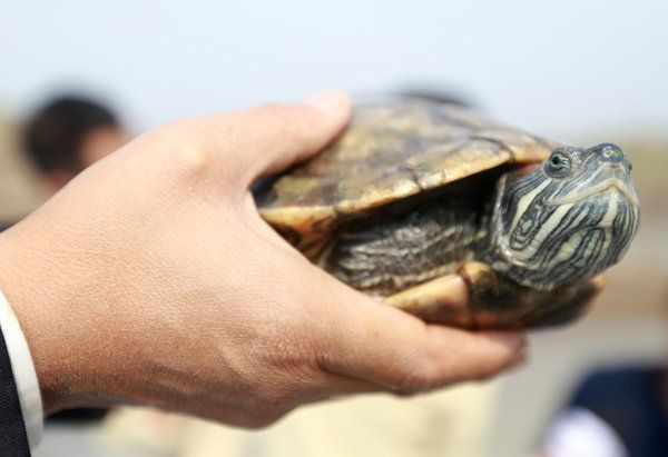 放生北大500只巴西龟被制止 放生者表示去年就来过