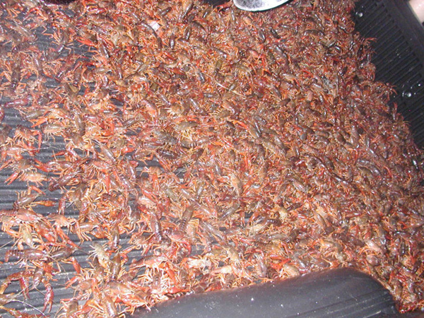 4万吨小龙虾逃逸 直接经济损失高达63亿
