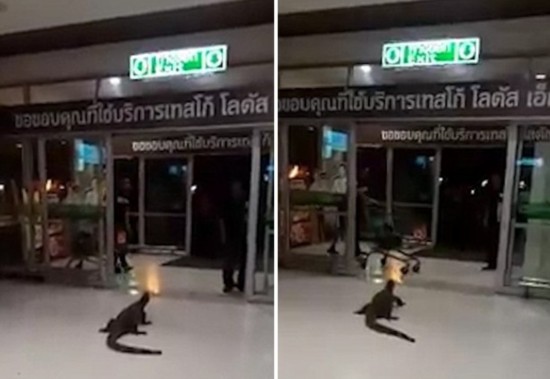 泰国超市迎来不速之客 巨型蜥蜴趴出口蹭凉