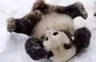 四川大熊猫初次见到大雪满地打滚