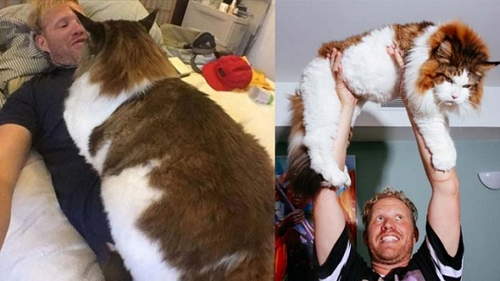 美猫咪重达28磅身长四尺 主人赞贴心又深情