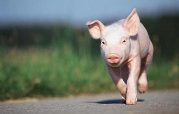 猪肉价格惊动世界 猪肉价格同比大涨33.5%