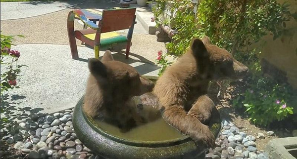 小熊跳入居民水池 沐浴嬉戏萌翻众人