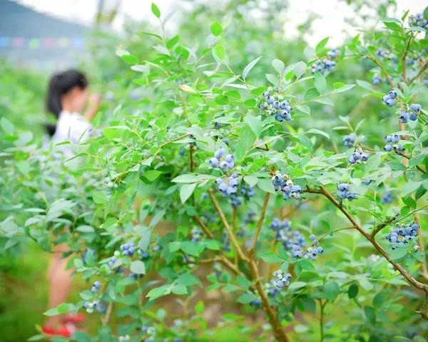 青岛蓝莓定位采摘 效益一年比一年好
