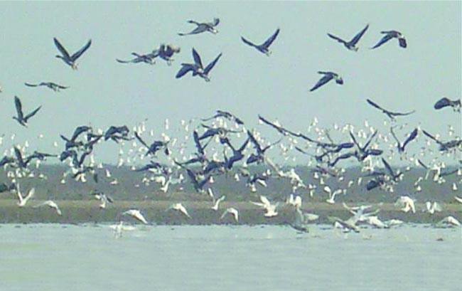 青岛进入“鹬鸟季” 候鸟沿海越冬组团落户胶州湾