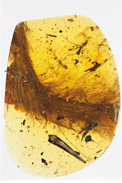 古生物学家琥珀中发现恐龙 保存完好即将在上海博物馆展出 