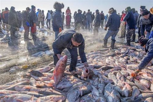 50斤头鱼拍出85万 第15届查干湖冰雪渔猎文化节拉开帷幕