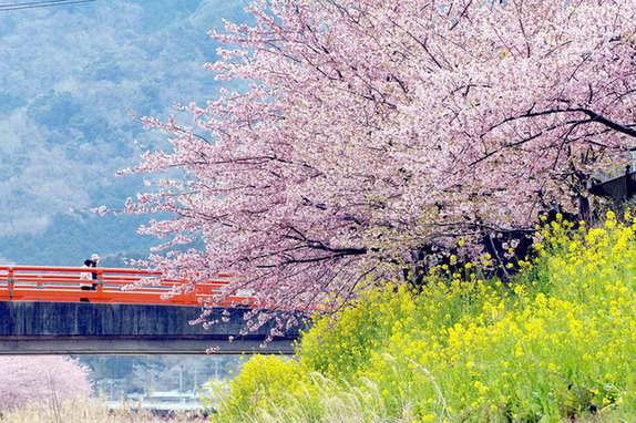 青岛交运邀您来赏樱 四条快线直达中山公园