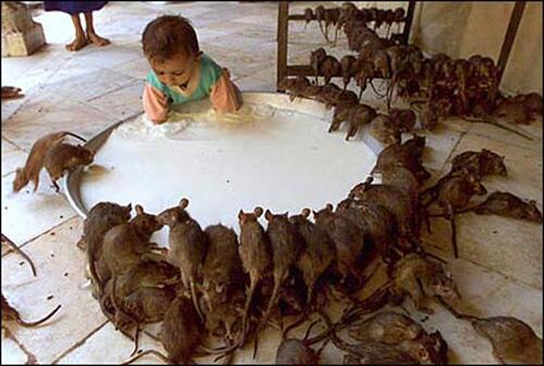 阿三的世界我们不懂：印度男孩与老鼠一起喝牛奶
