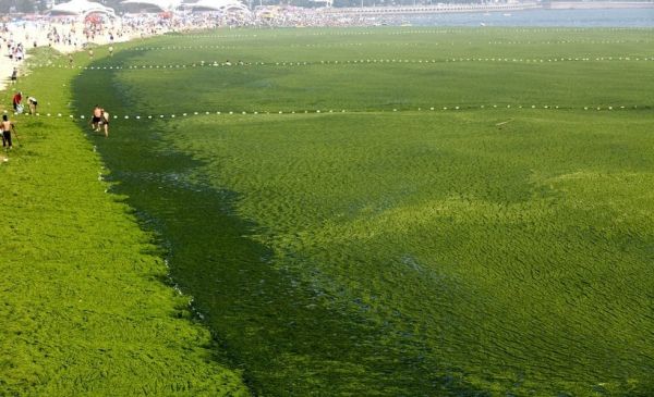“浒苔”已登录青岛近海海岸 国家海洋局发布绿潮预警