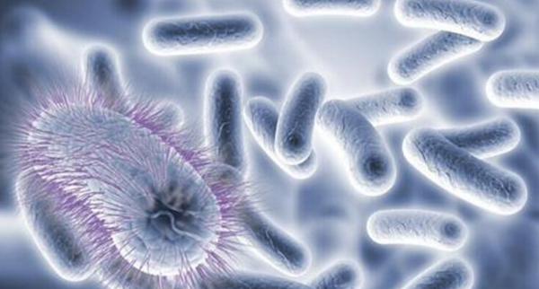 美国发现无敌细菌 人类正式进入后抗生素时代