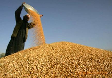 游金地快讯:青岛380余万亩小麦已收割九成