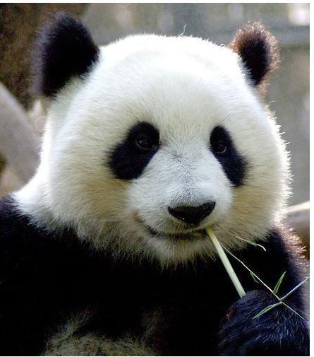 国际组织下调大熊猫涉危等级 国家林业局:为时尚早