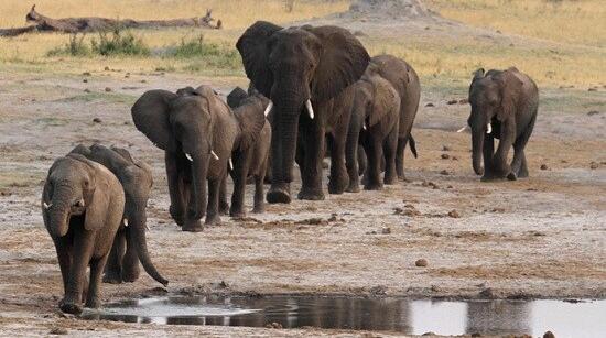 过去10年非洲大象数量骤减11万头 环保组织呼吁世界