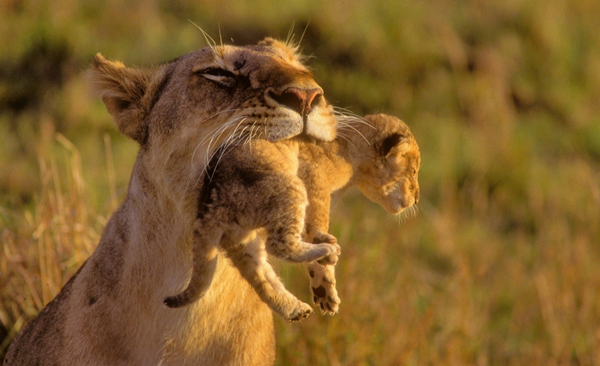 论母爱的伟大:美国母亲狂殴狮子救儿 