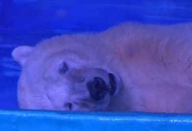 世界最悲伤北极熊搬家梦碎 