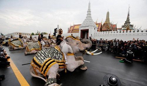 泰国大象悼念国王 场面震撼感人