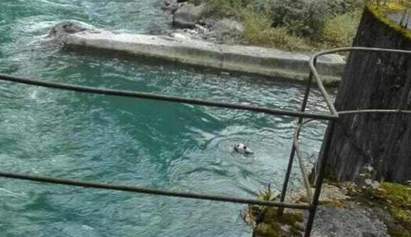 野生大熊猫误入水电站 3个小时成功解救 
