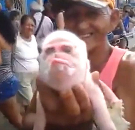 古巴猴面猪引围观 出生四天后夭折