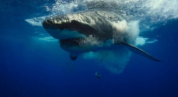 摄影师水下拍摄大白鲨猛撕金枪鱼
